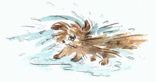 Cartoon Druckgrafik Kaltnadel / Aquarell Titel: Seehund - zum vergrößern auf die Grafik klicken
